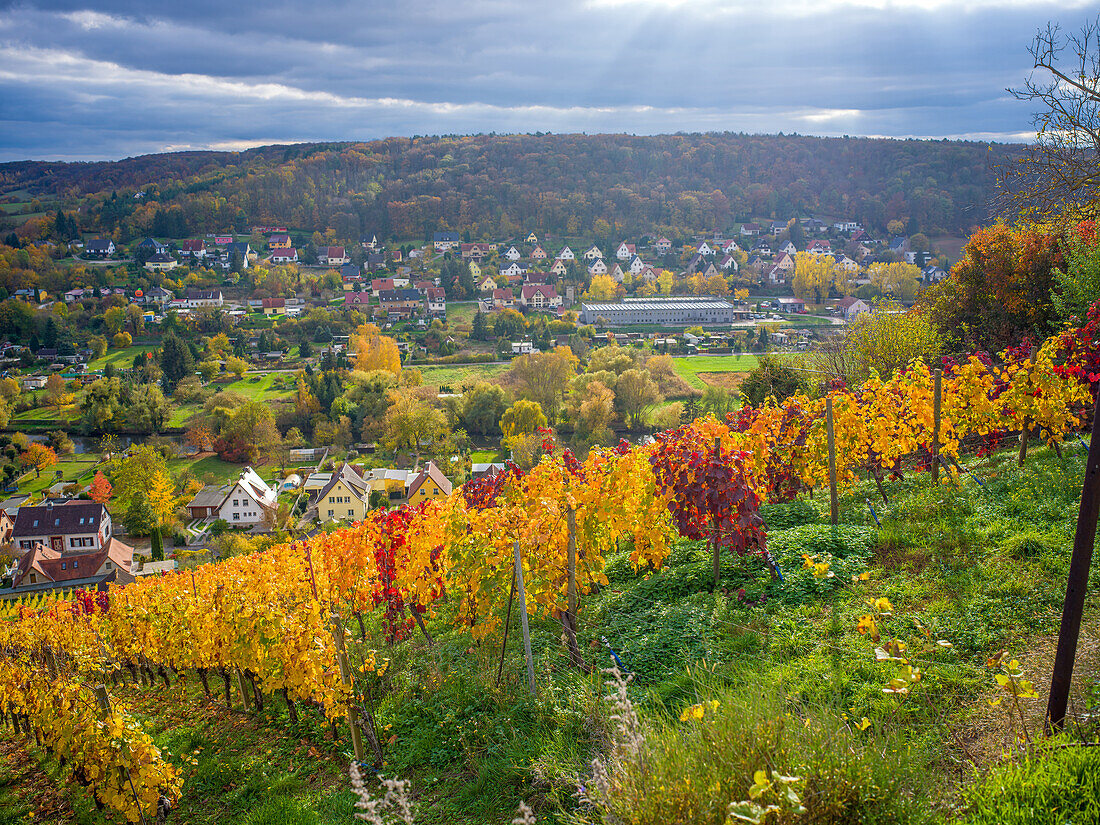  Freyburg, Saale-Unstrut wine region, Burgenlandkreis, Saxony-Anhalt, Central Germany, Eastern Germany, Germany, Europe 