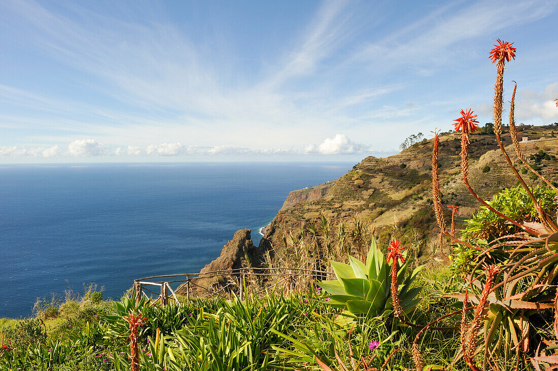 aloe arborescens on the path from Prazeres to Paul do Mar,Madeira island,Atlantic Ocean,Portugal