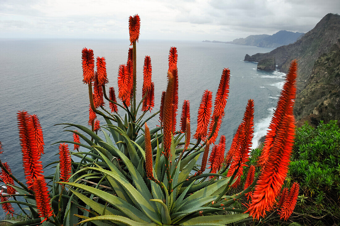  Aloe arborescens am Rande der Klippe, Quinta do Furao, Santana, Nordküste, Insel Madeira, Atlantischer Ozean, Portugal 