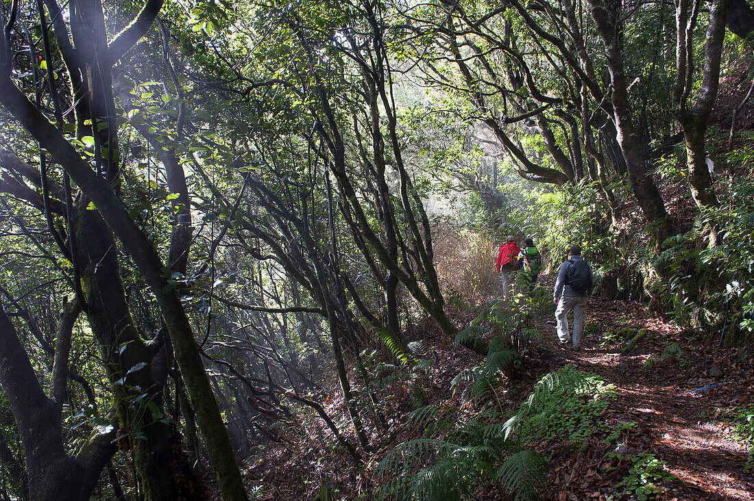 hiker on an ancient path used by villagers to cross the island from North to South, on the heights of Santana,Madeira island,Atlantic Ocean,Portugal