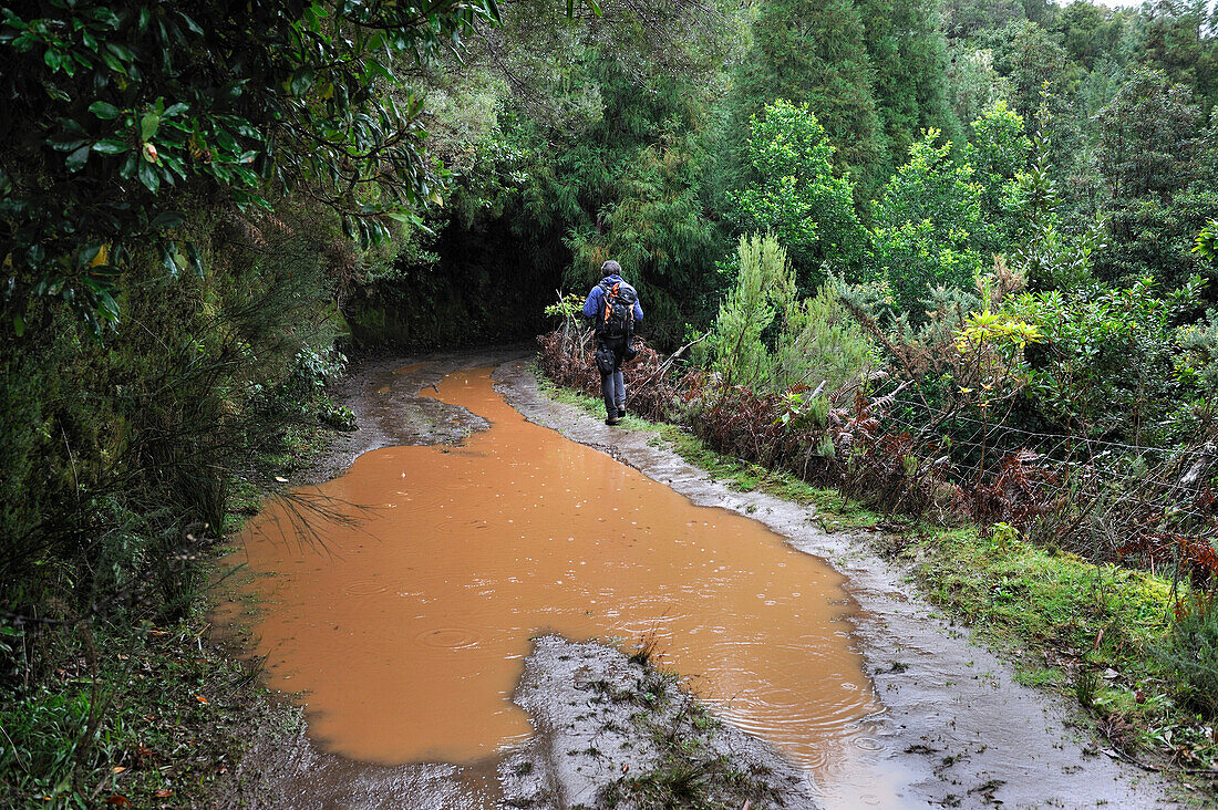 Wanderer auf einem alten Pfad, auf den Höhen von Santana, Insel Madeira, Atlantik, Portugal