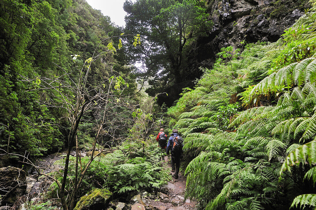  Grüner Kessel (caldeirao verde), Insel Madeira, Atlantischer Ozean, Portugal 