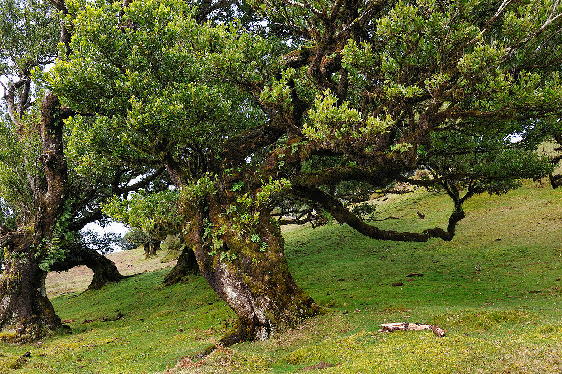 Hundertjährige Lorbeerbäume rund um Fanal, Plareau Paul da Serra, Insel Madeira, Atlantischer Ozean, Portugal