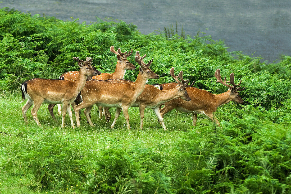 daims dans le parc du chateau de Powis,Welshpool,Pays de Galles,Royaume-uni,Grande Bretagne,Europe//fallow deer in the park of Powis Castle,Welshpool,Wales,United Kingdom,Great Britain,Europe