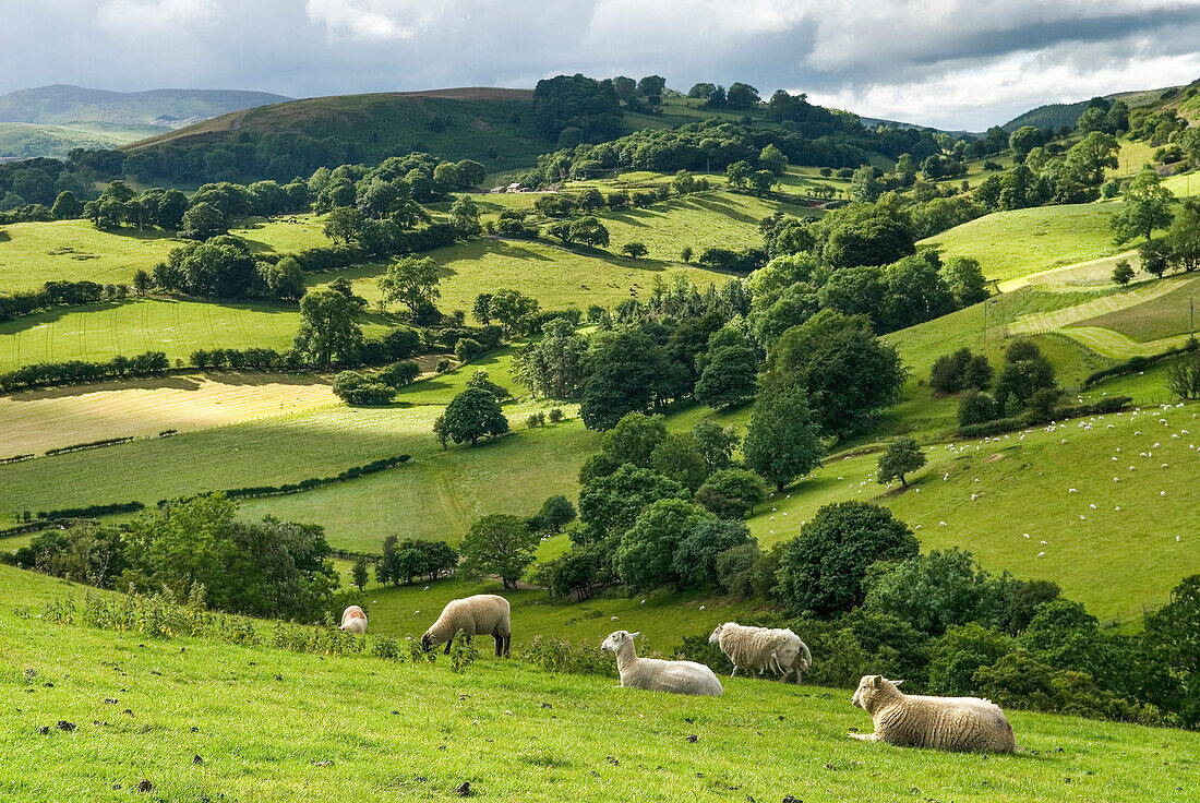 country side around Llangollen,Wales,United Kingdom,Great Britain,Europe