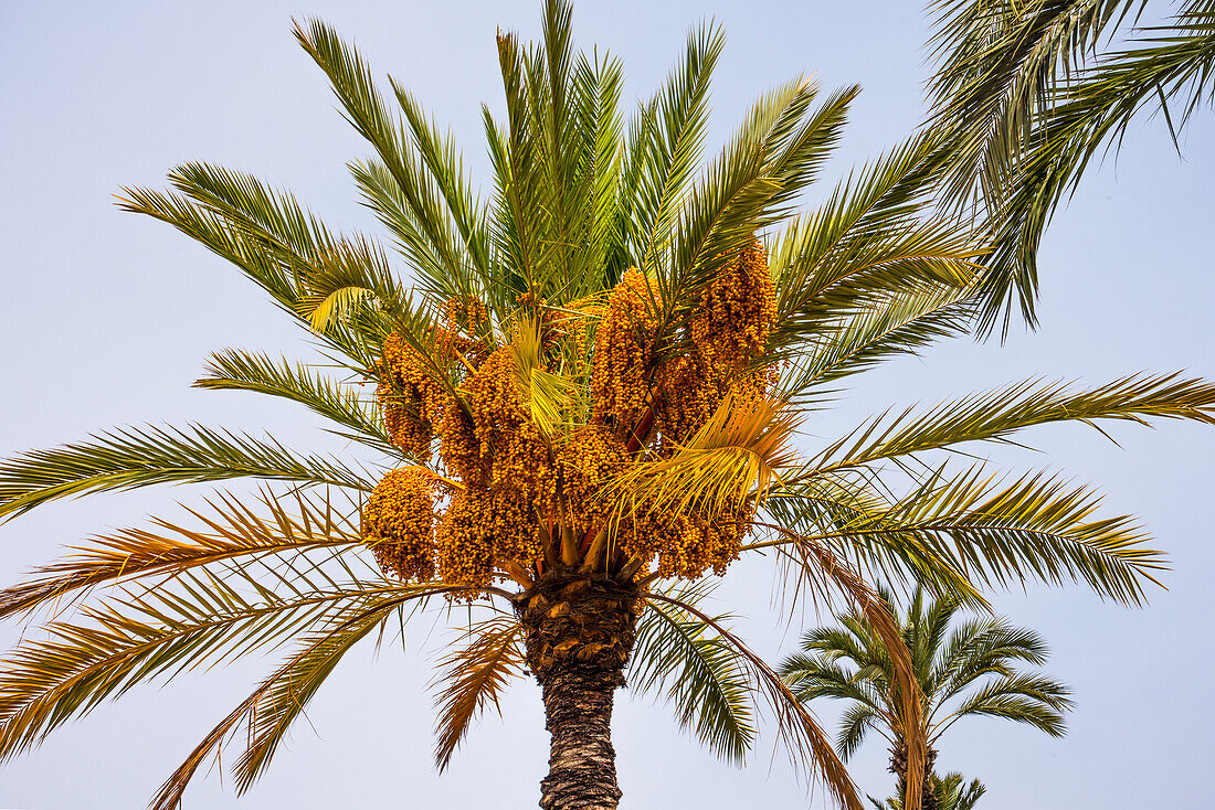 Dattelpalme mit Datteln (Phoenix), im Palmenhain 'Palmeral', Elche, Costa Blanca, Provinz Alicante, Autonome Region Valencia, Spanien