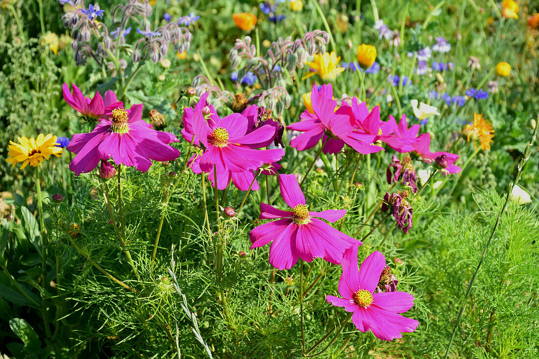  Meadow flowers, colorfully mixed, in Bavarian Swabia in July 