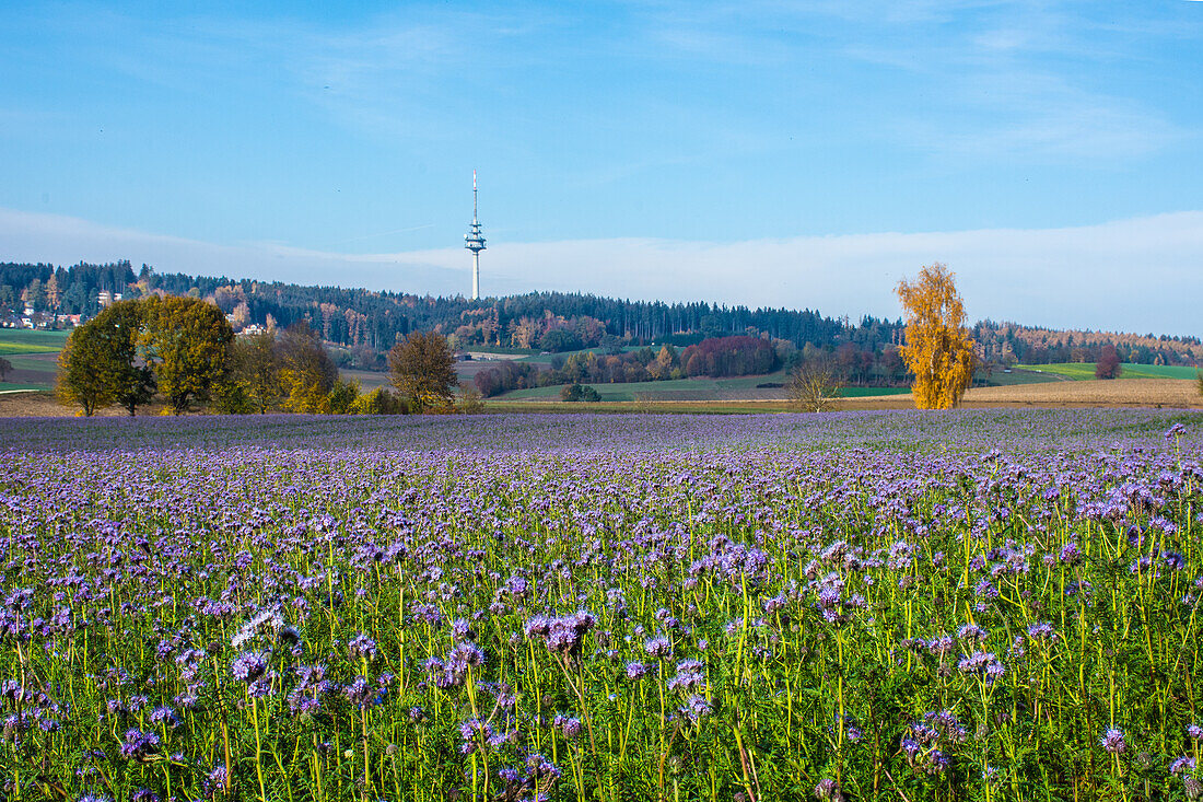 Blumenwiese mit Phacelia im Herbst im Augsburger Land, Bayern, Deutschland