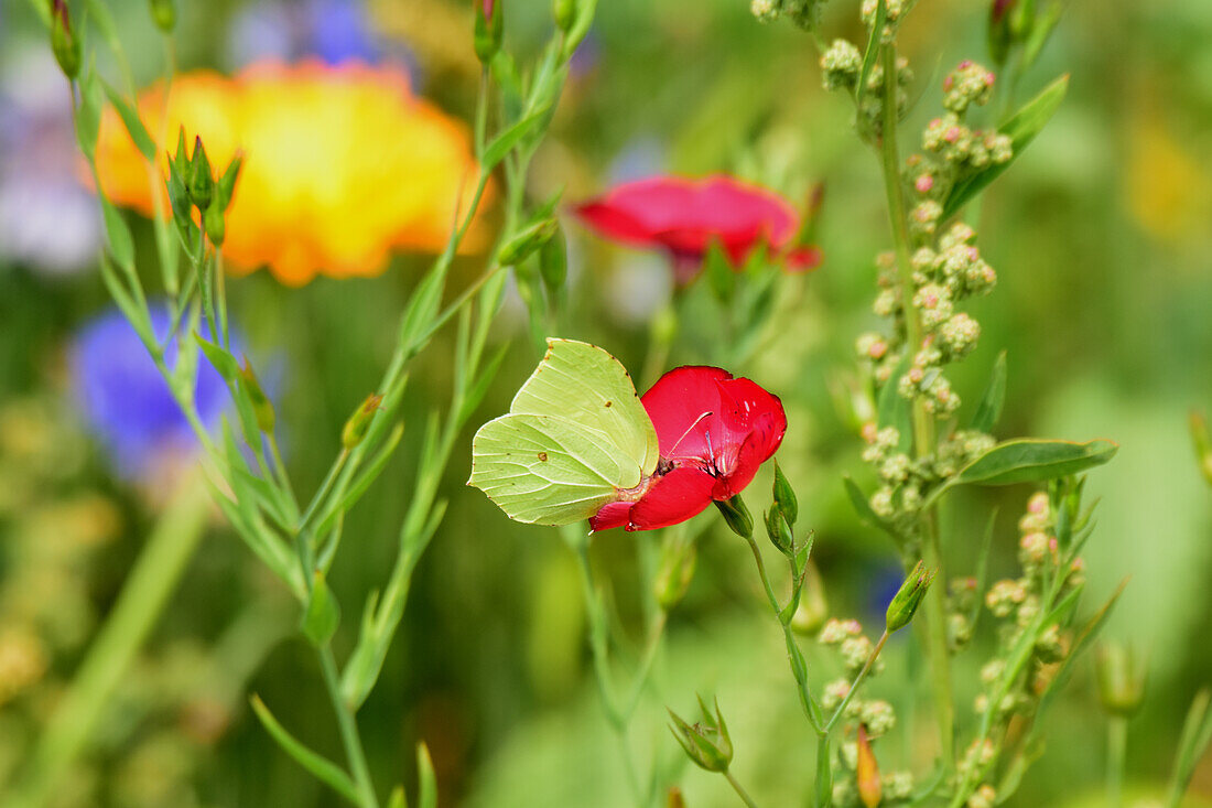  Meadow flowers with cabbage white butterfly, in Bavarian Swabia, Germany 