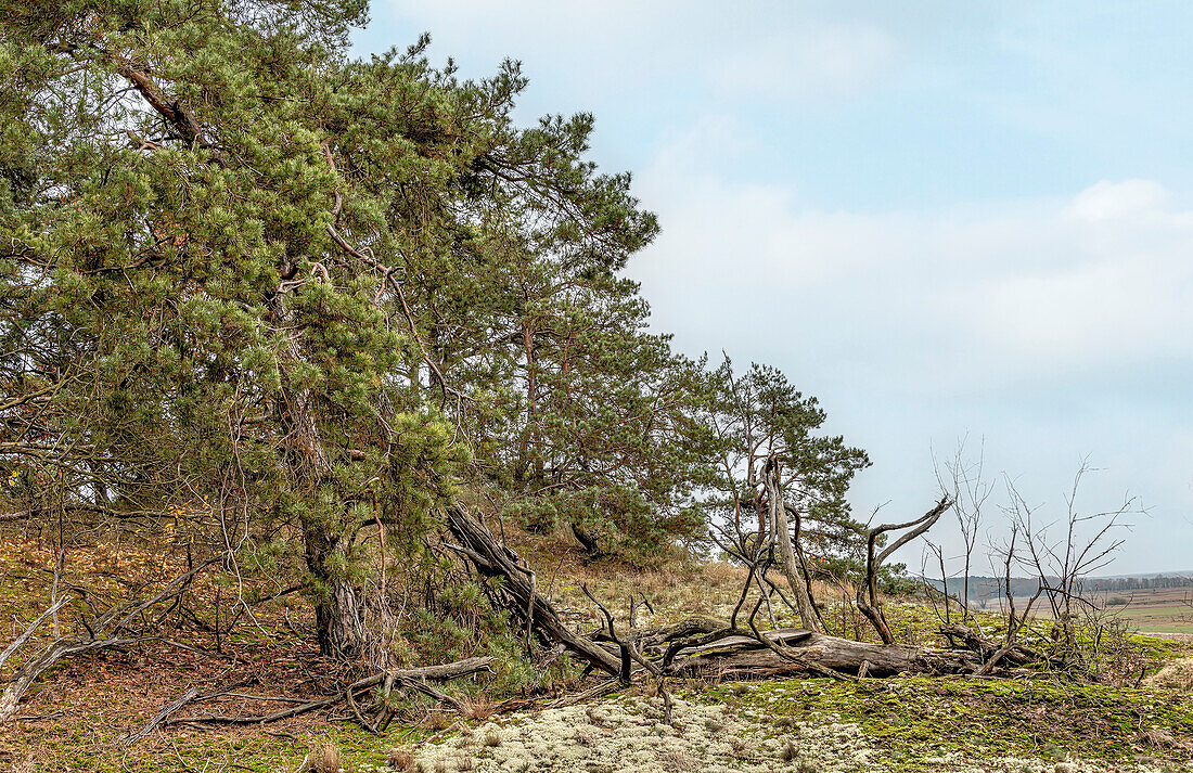  Inland Dunes Nature Reserve near Klein Schmölen, the largest inland dune in Europe, Mecklenburg-Western Pomerania, Germany 