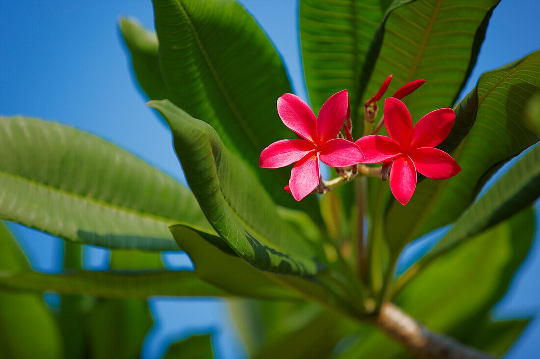 Nahaufnahme blühender Zweig Plumeria-Baum (Plumeria rubra). Singapur.