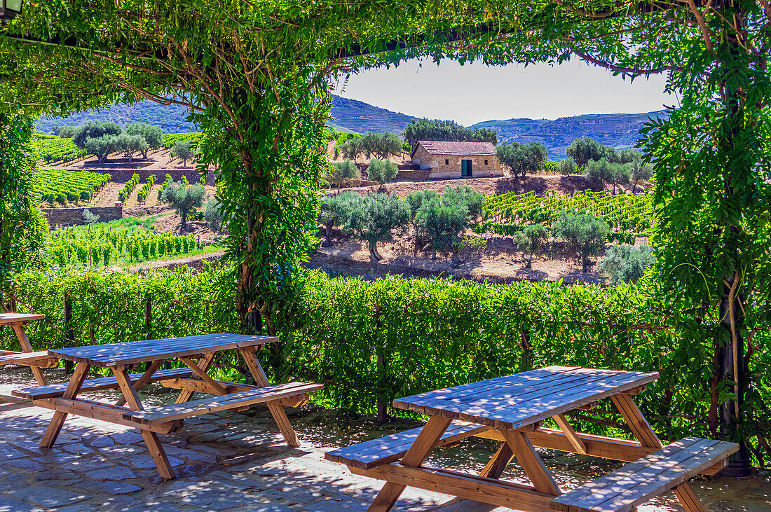  Impressions of a winery near Pinhao, Portugal 