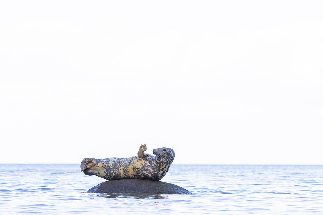 Kegelrobben, Halichoerus grypus, adulte Robbe ruht auf einem Stein in der Ostsee, Schleswig-Holstein, Deutschland