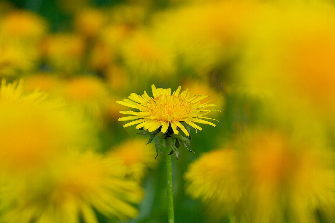  Common dandelion, common cow flower, Taraxacum officinale, Taraxacum sect. Ruderalia, flower, Schleswig-Holstein, Germany 