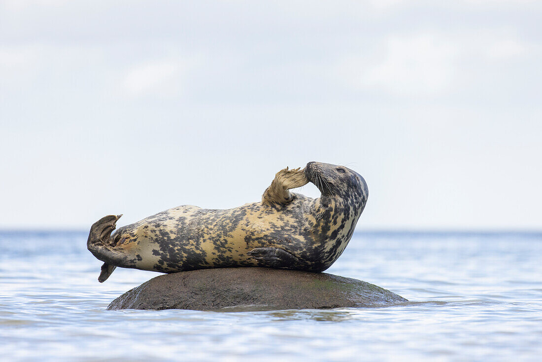  Grey seals, Halichoerus grypus, adult seal resting on a rock in the Baltic Sea, Schleswig-Holstein, Germany 