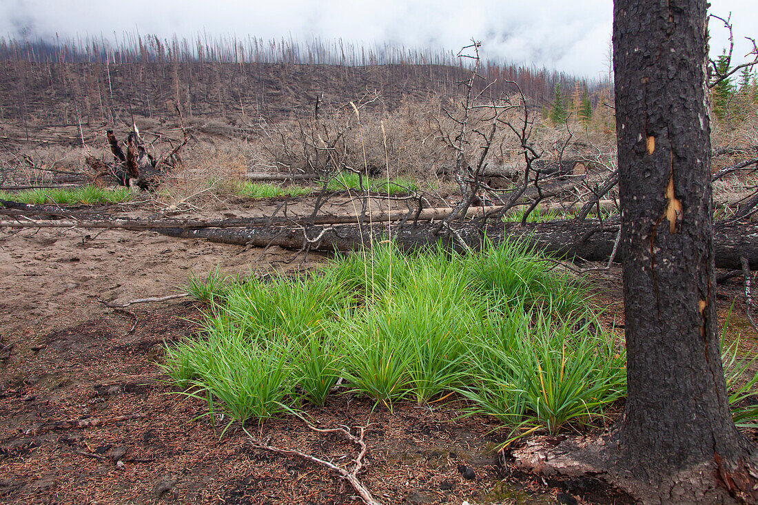  Burnt tree trunks after a forest fire, Jasper National Park, Alberta, Canada 