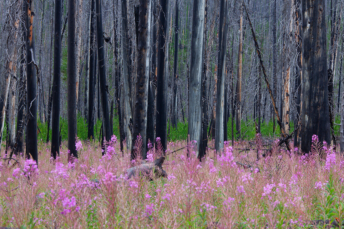 Schmalblättriges Weidenröschen, Epilobium angustifolium, blueht zwischen verbrannten Baumstämmen, Kooteney Nationalpark, British Columbia, Kanada