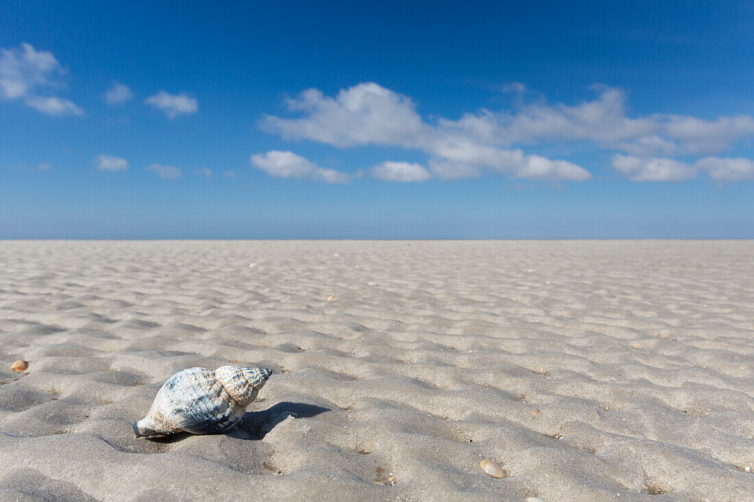  Common whelk, Buccinum undatum, shell, Wadden Sea National Park, Schleswig-Holstein, Germany 