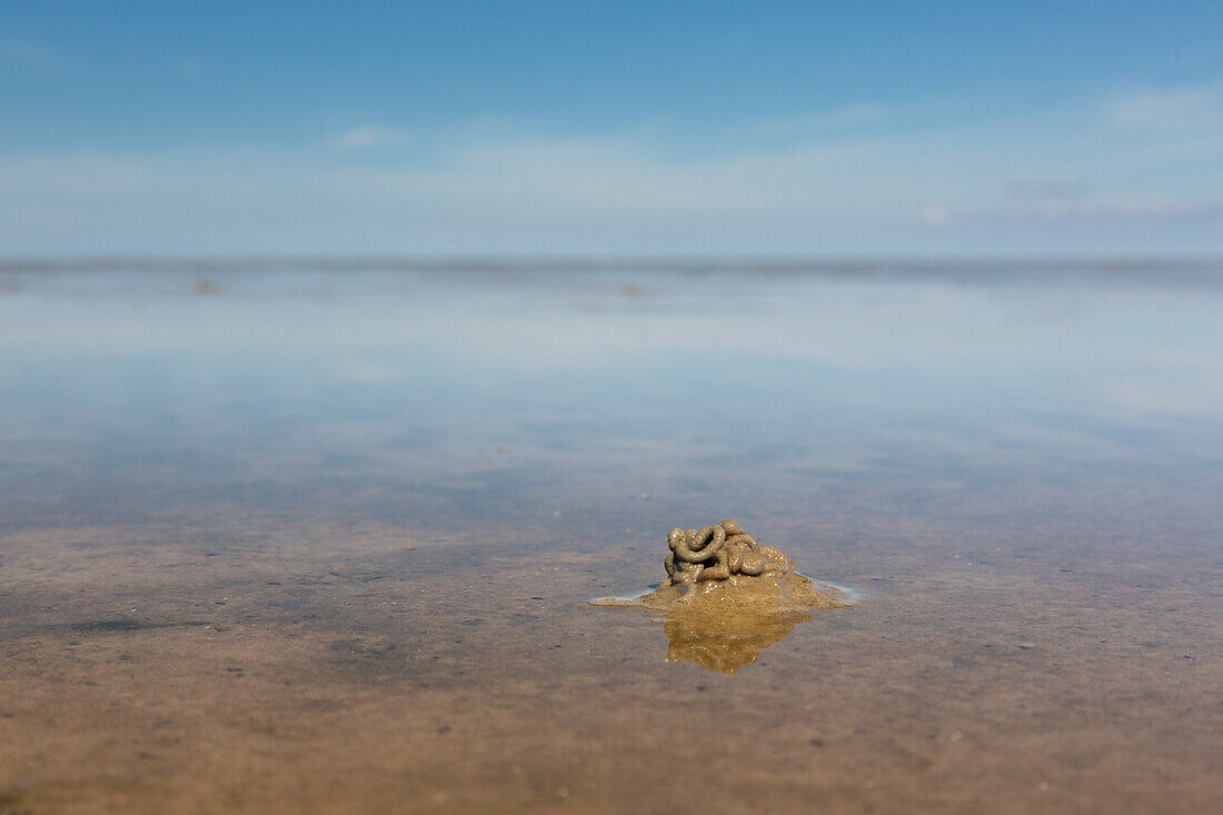  Lugworm, Arenicola marina, droppings in the mud flats, Schleswig-Holstein, Germany 