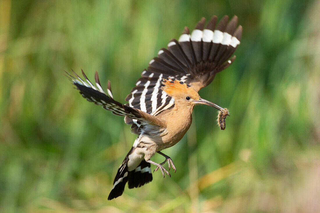  Hoopoe, Upupa epops, adult bird in flight, Brandenburg, Germany 