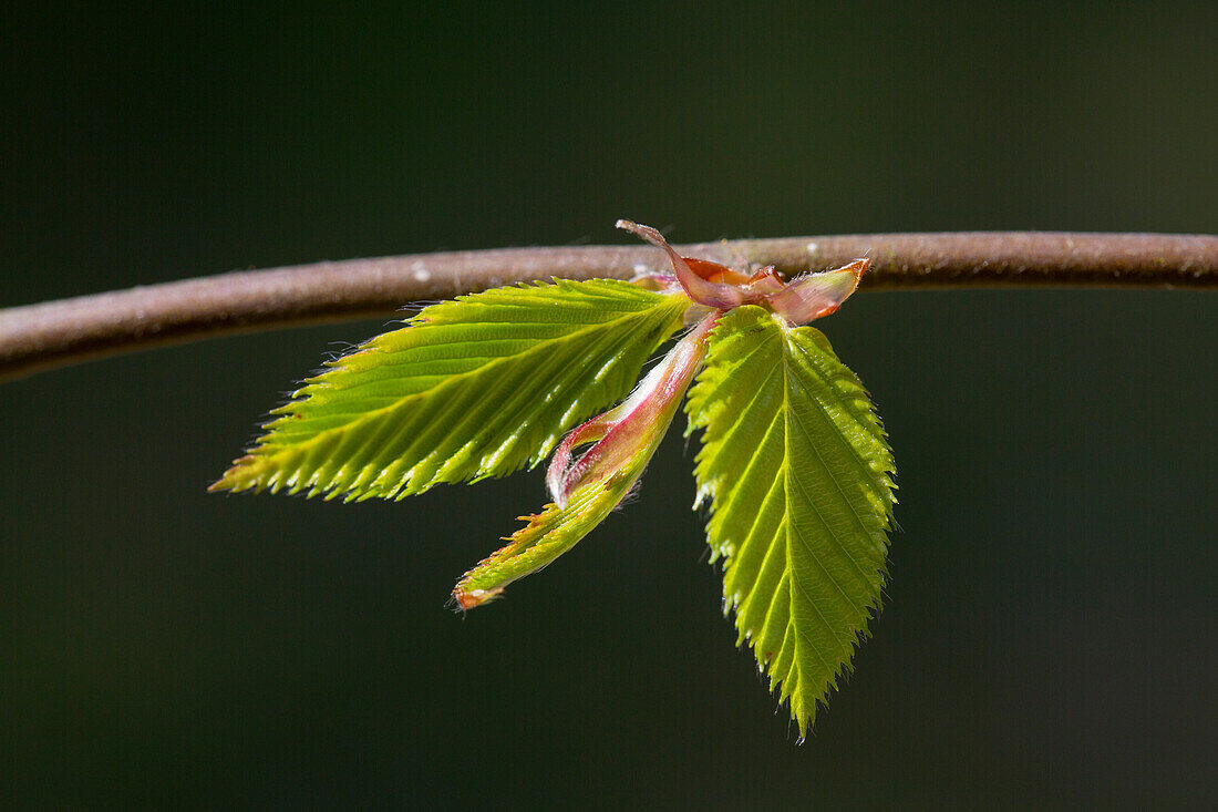  Common hornbeam, Carpinus betulus, branch with young leaves, Schleswig-Holstein, Germany 