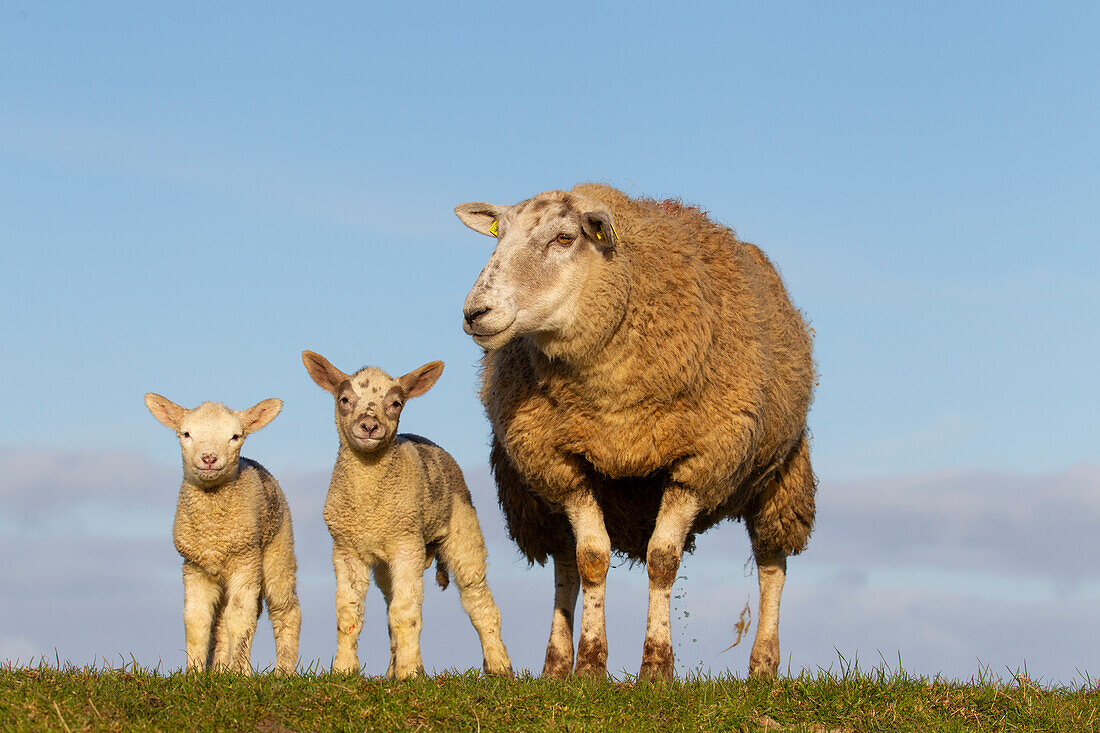  Domestic sheep, Ovis orientalis aries, ewe with lambs, Schleswig-Holstein, Germany 