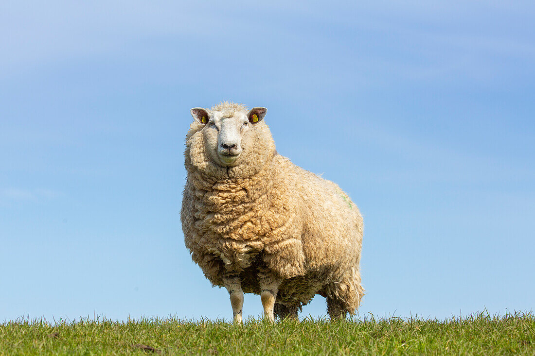  Domestic sheep, Ovis orientalis aries, adult sheep on the dike, Schleswig-Holstein, Germany 