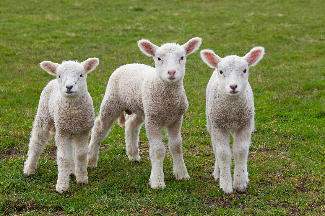  Domestic sheep, Ovis ammon aries, lambs, North Frisia, Schleswig-Holstein, Germany 