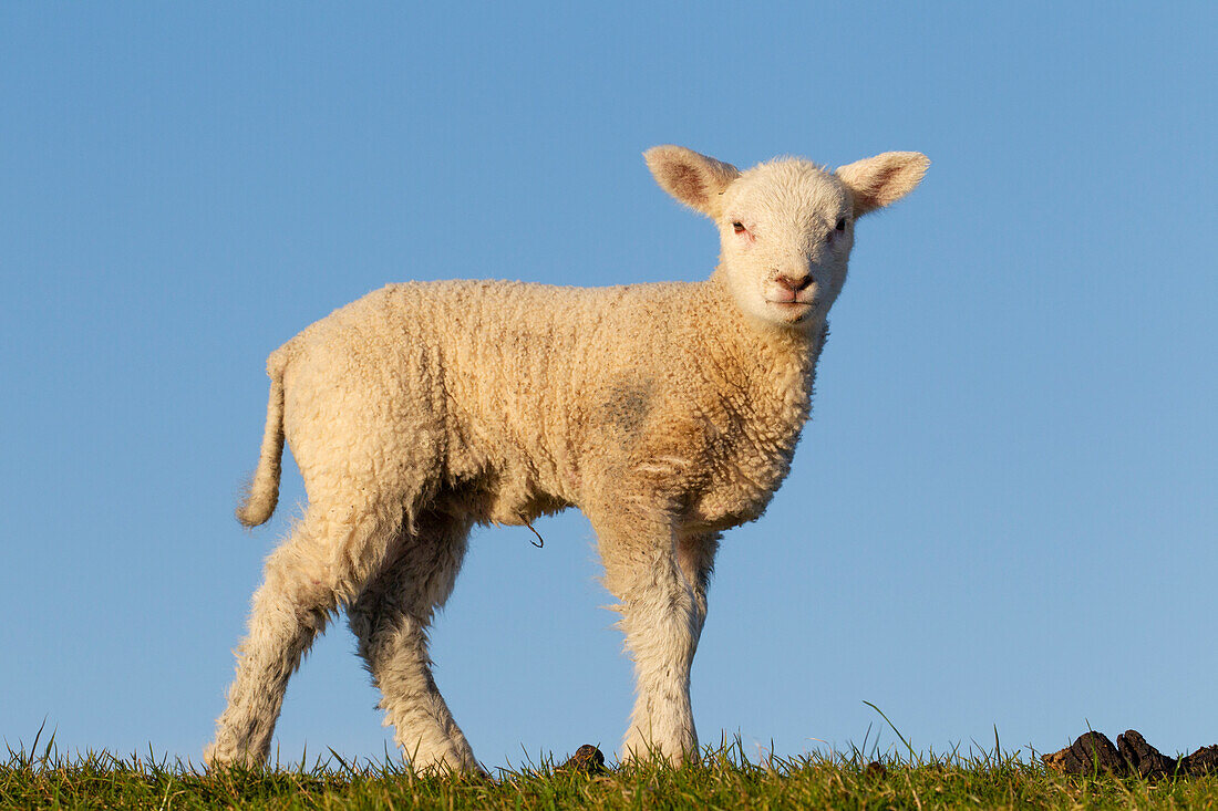  Domestic sheep, Ovies ammon aries, lamb, North Frisia, Schleswig-Holstein, Germany 