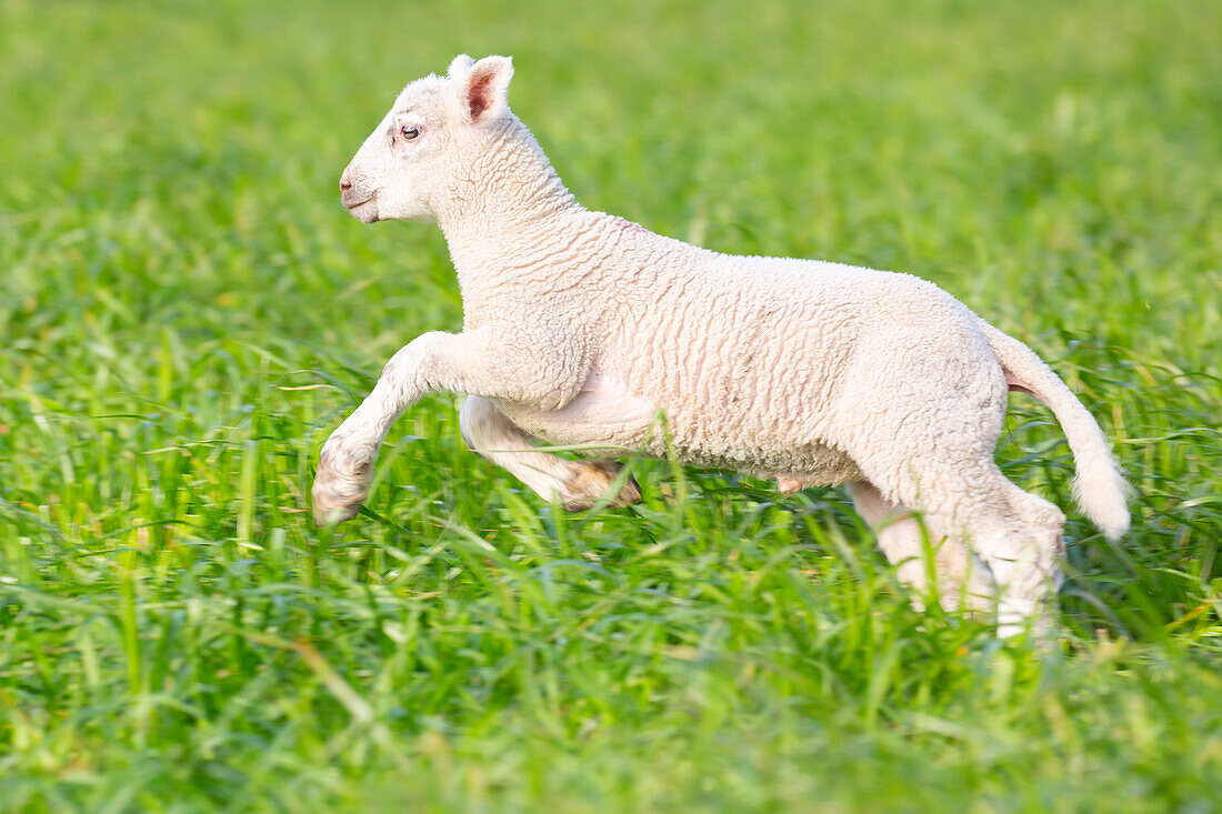  Domestic sheep, Ovies ammon aries, lamb, North Frisia, Schleswig-Holstein, Germany 