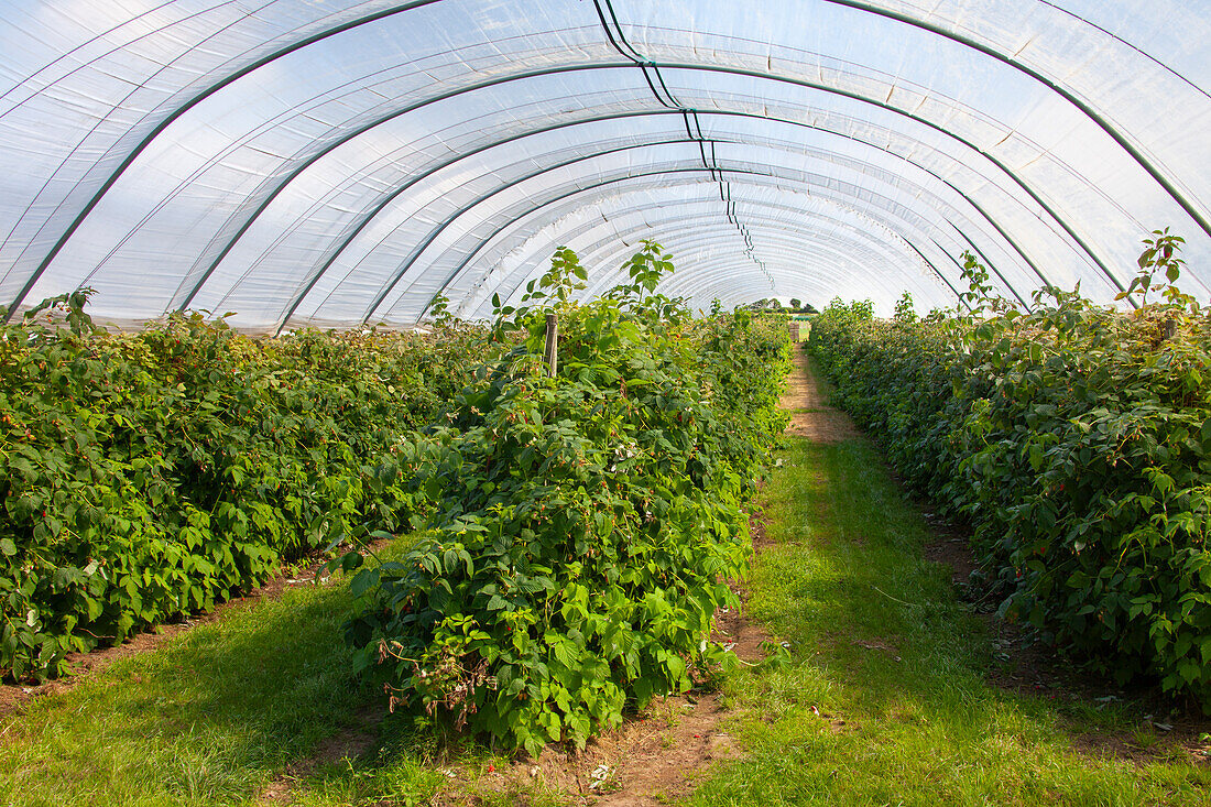 Himbeere, Rubus idaeus, Himmbeeranbau, Zucht, Schleswig-Holstein, Deutschland