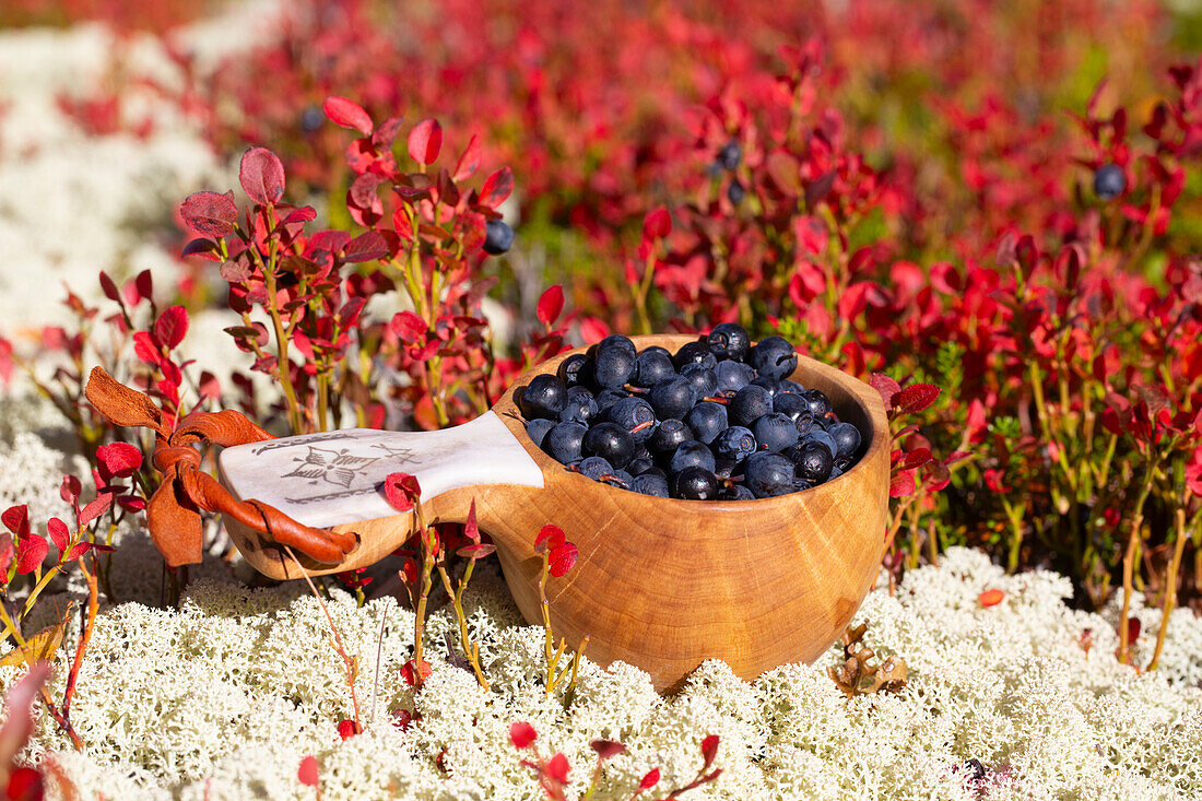  Bilberry, Vaccinium myrtillus, ripe berries in a wooden cup, Jaemtland, Sweden 