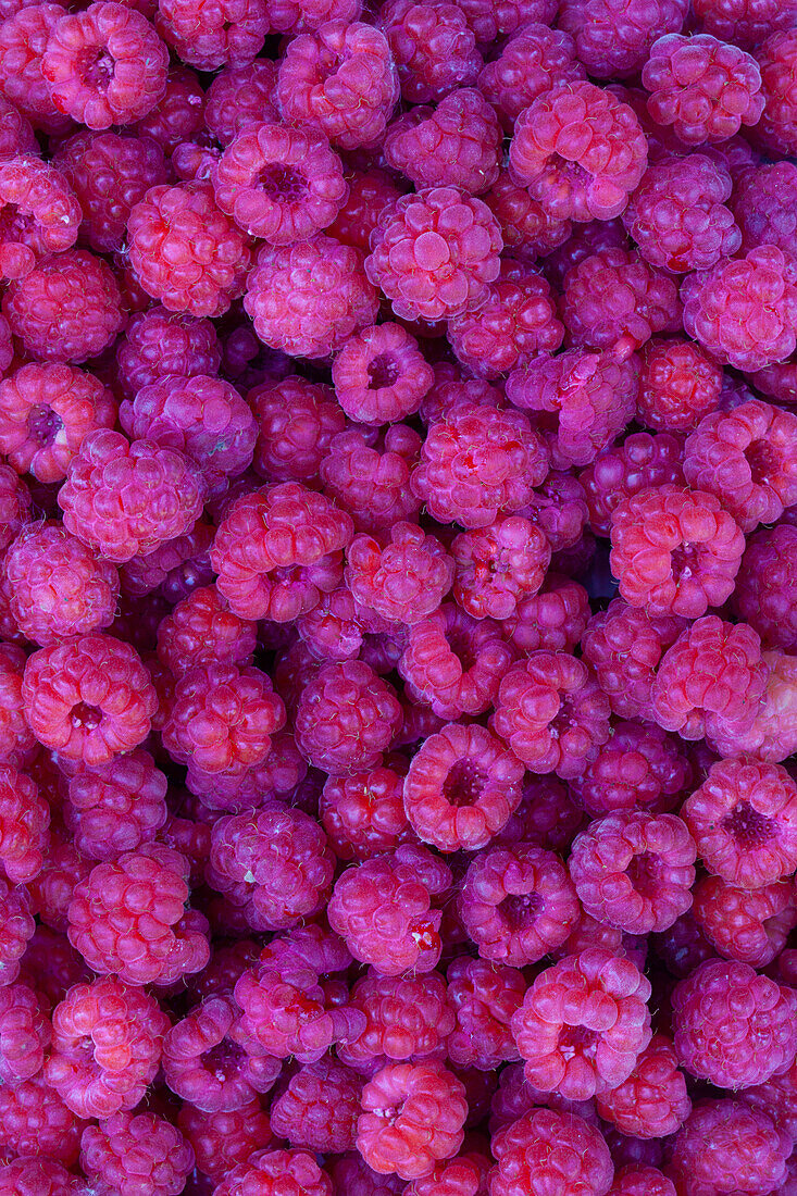 Himbeere, Rubus idaeus, reife Beeren, Früchte, Värmland, Schweden