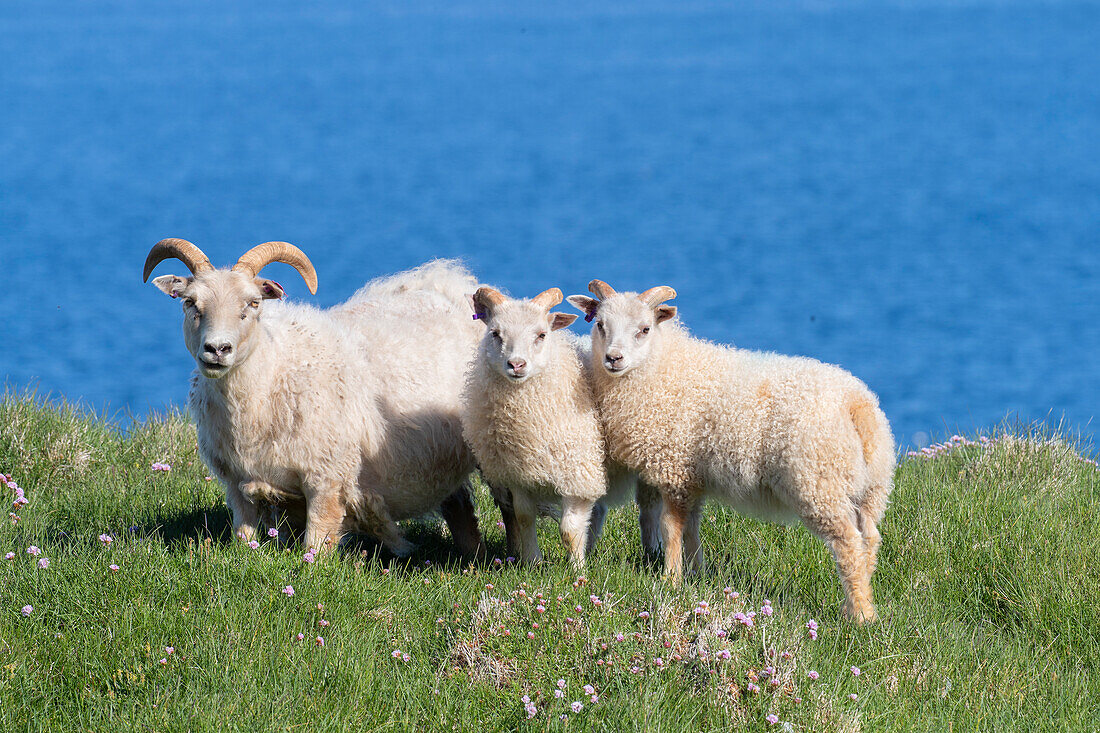  Icelandic sheep, Ovis orientalis aries, adult sheep with lambs in a meadow, summer, Iceland 