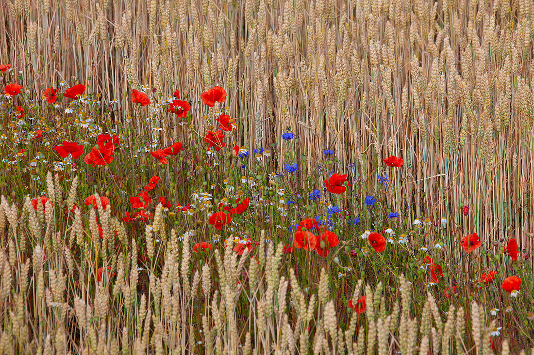 Klatschmohn, Papaver rhoeas, und Kornblume, Centaurea cyanus, blühen im Getreidefeld, Provinz Schonen, Schweden