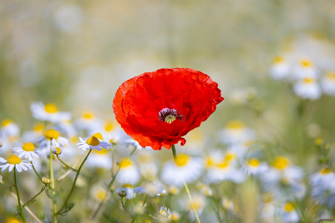 Klatschmohn, Papaver rhoeas, blühender Mohn, Mecklenburg-Vorpommern, Deutschland