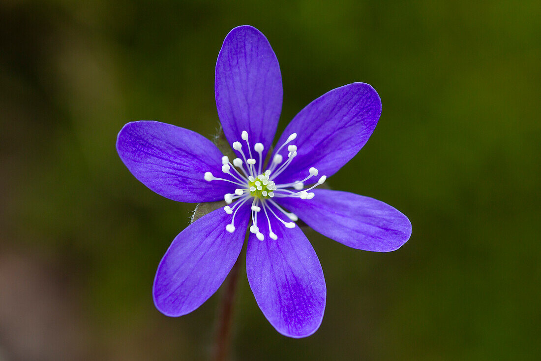  Liverwort, Hepatica nobilis, Bluete, Vaermland, Sweden 