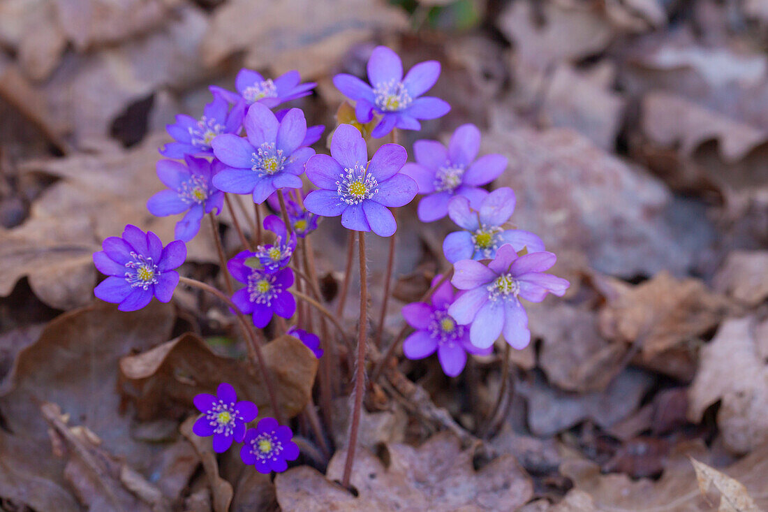  Liverwort, Hepatica nobilis, Bluete, Vaermland, Sweden 