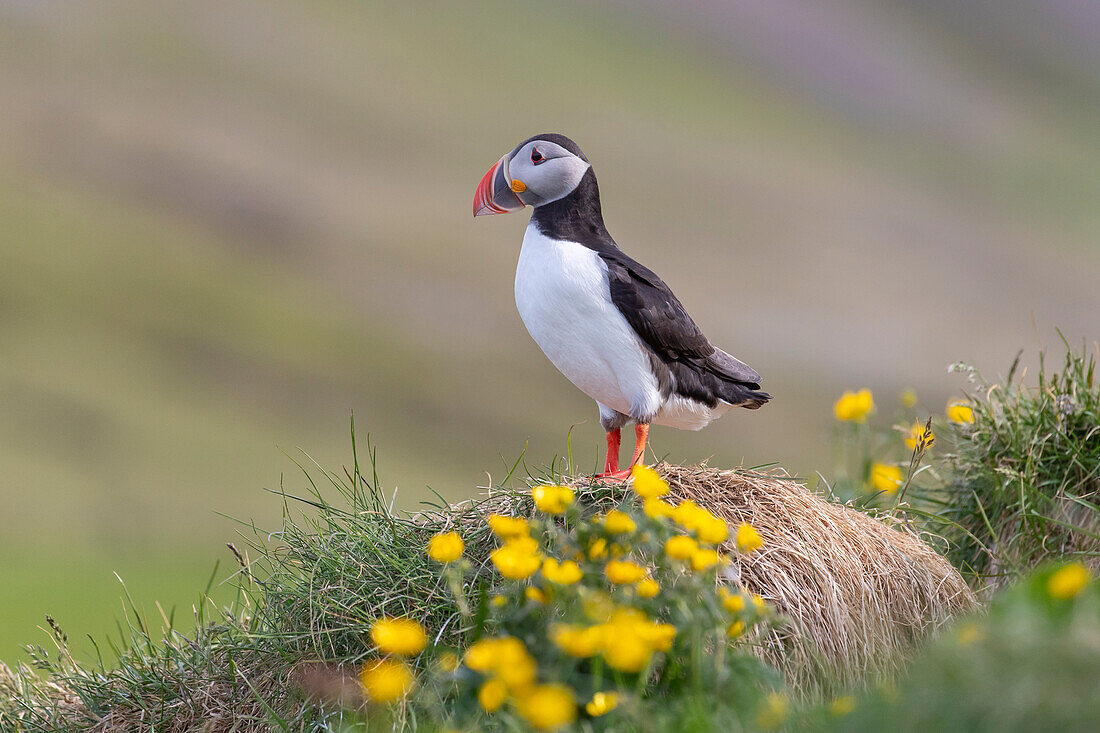  Atlantic Puffin, Fratercula arctica, adult bird, summer, Iceland 