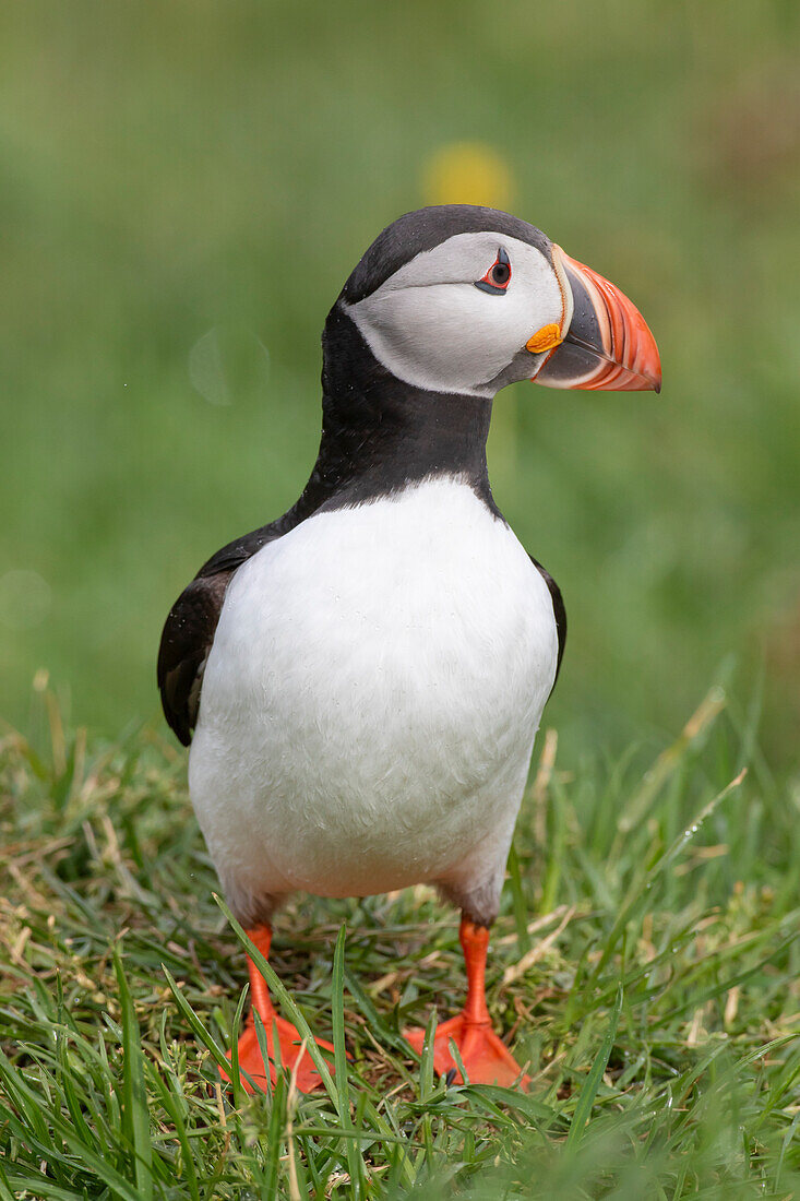 Papageitaucher, Fratercula arctica, adulter Vogel, Sommer, Island