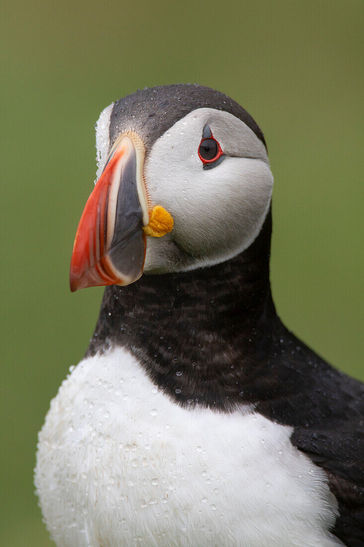  Puffin, Fratercula arctica, adult bird, portrait, summer, Iceland 