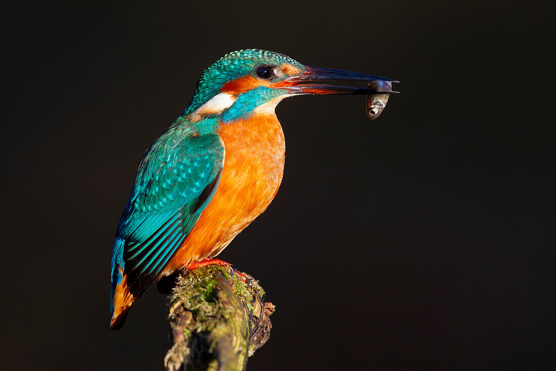 Eisvogel, Alcedo atthis, Vogel mit Fisch, Niedersachsen, Deutschland