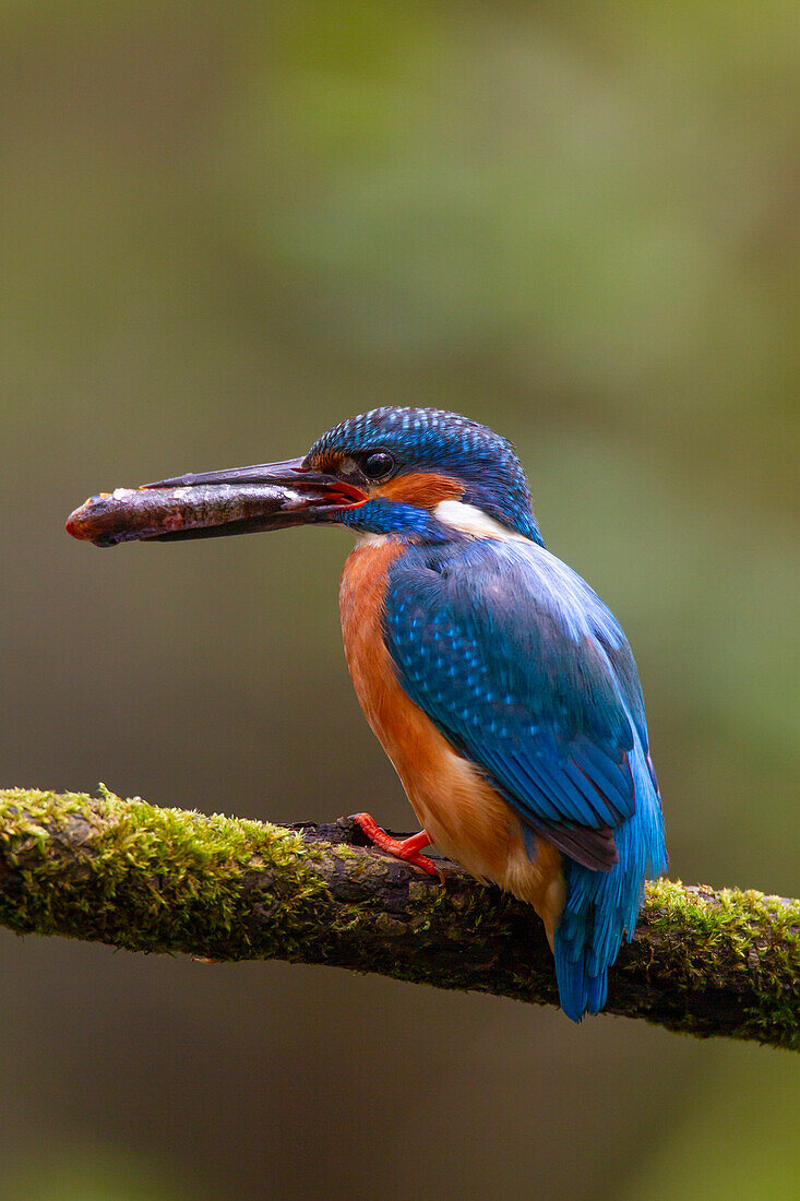 Eisvogel, Alcedo atthis, Vogel mit Fisch, Schleswig-Holstein, Deutschland