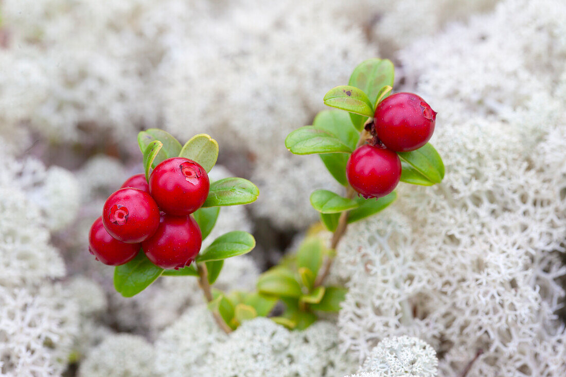 Preiselbeere, Vaccinium vitis-idaea, Pflanze mit reifen Früchten, Dalarna, Schweden