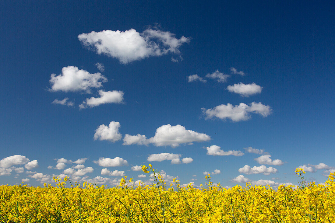  Rapeseed, Brassica napus, flowering rapeseed field, spring, Schleswig-Holstein, Germany 