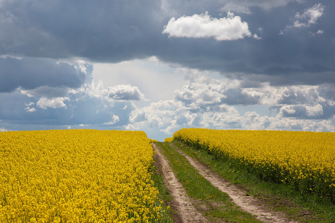  Rapeseed, Brassica napus, field path in a flowering rapeseed field, Schleswig-Holstein, Germany 