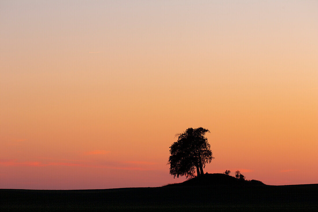 Rotbuche, Fagus sylvatica, zwei Bäume im Abendlicht, Schleswig-Holstein, Deutschland