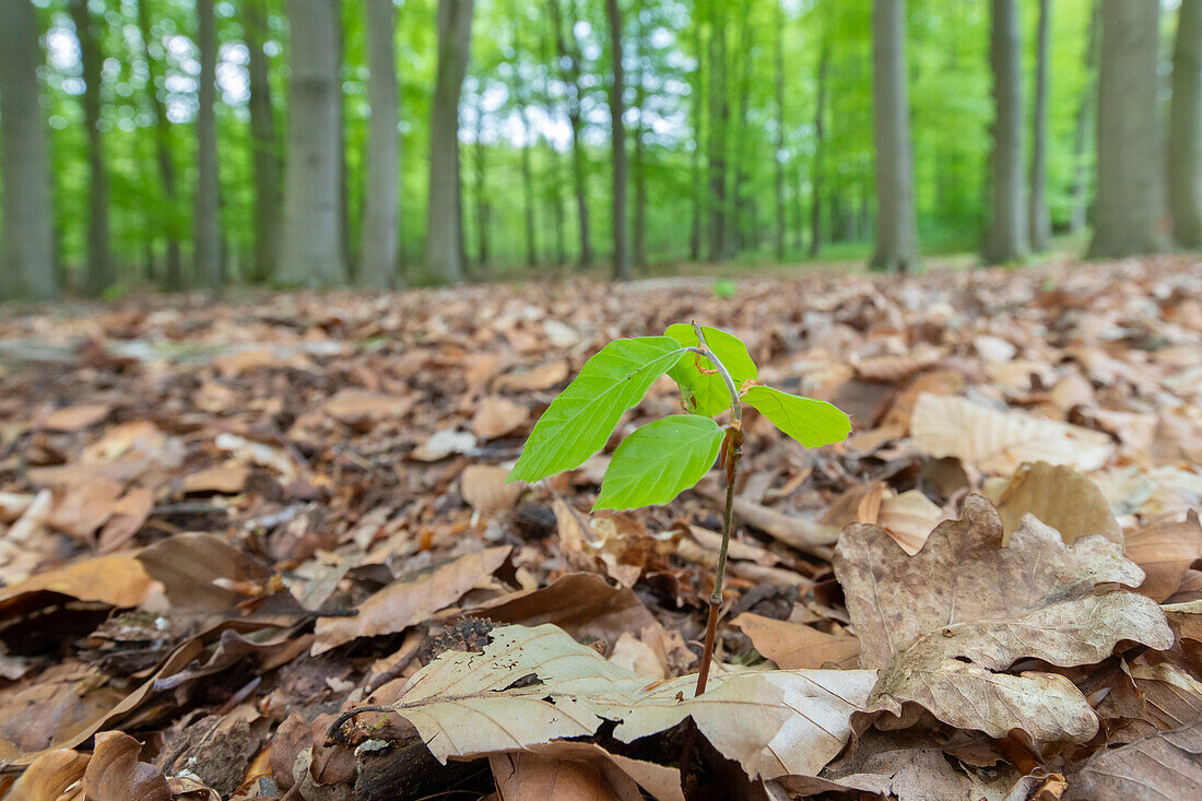 Rotbuche, Fagus sylvatica, Keimling, Schleswig-Holstein, Deutschland