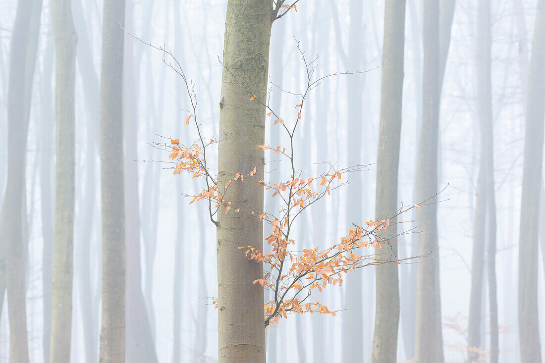  European beech, Fagus sylvatica, beech trees in the fog, Schleswig-Holstein, Germany 