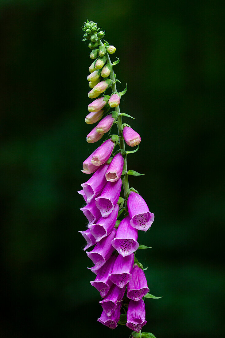  Red foxglove, Digitalis purpurea, flowering, Schleswig-Holstein, Germany 